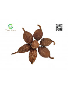Cao Guo -  Fruit de Amomum tsaoko