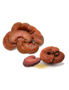 Ling Zhi -  Champignon de l'immortalité